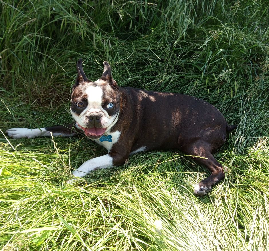 Blue lying in the grass