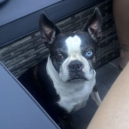 Blue looking up, one blue eye