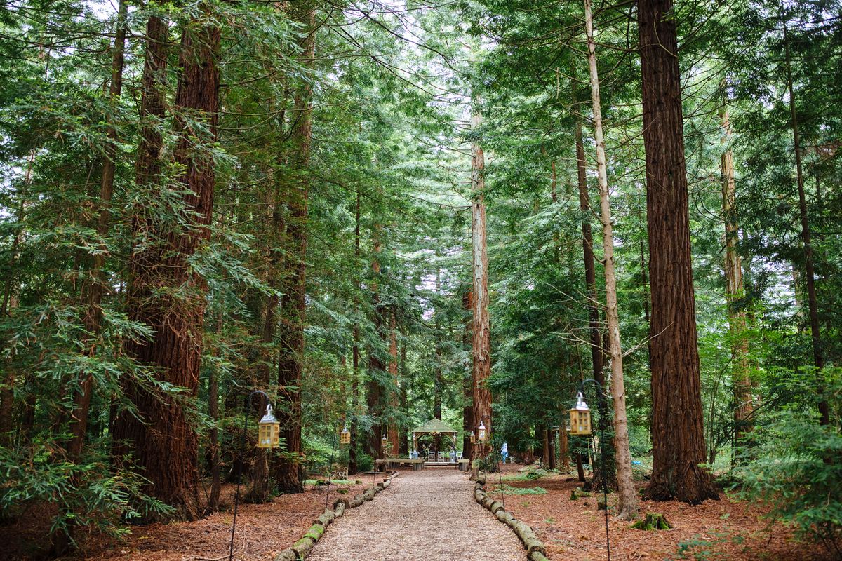 The redwood grove at Two Woods Estate